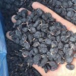 Продажа сухофруктов оптом от производителей из Узбекистана
