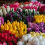 Тюльпаны оптом со склада в Минске
