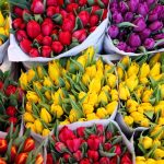 Свежие тюльпаны недорого оптом