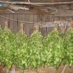 Веники деревенские для Бани Веники деревенские для Бани