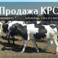 Продажа коров дойных,нетелей молочных пород 1 500 голов КРС.
