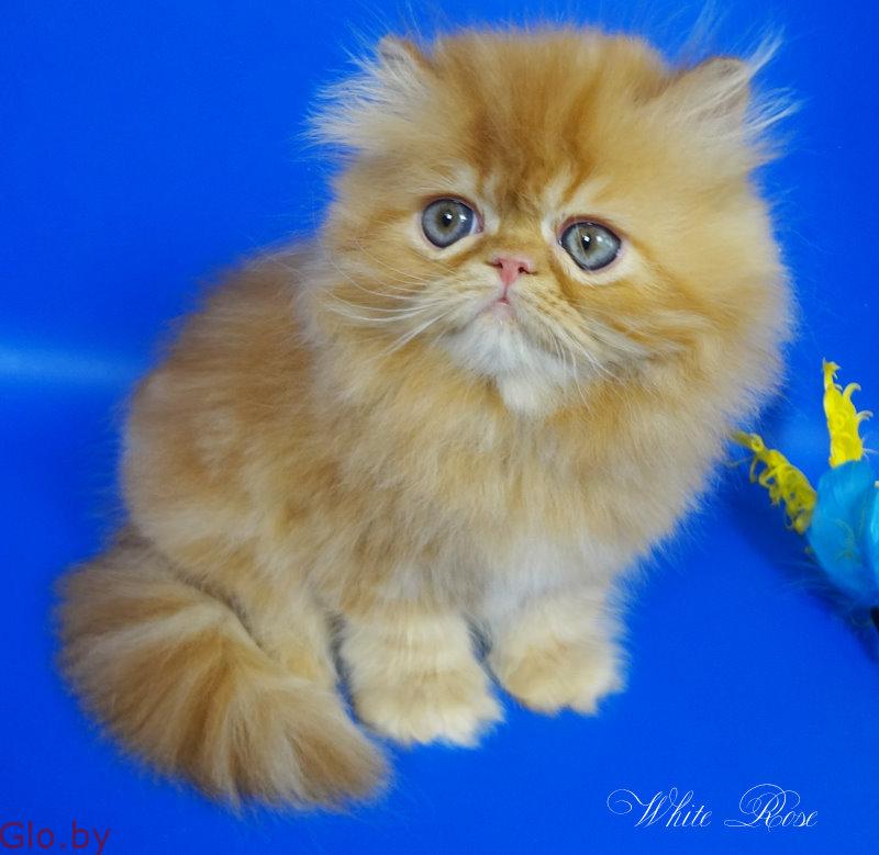 Персидский котенок окрас красный мрамор