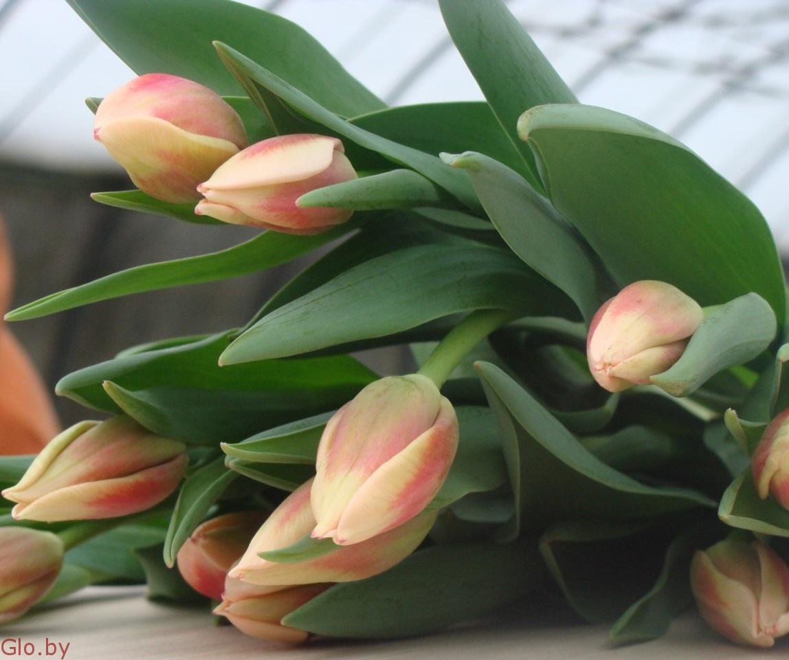 Примула и тюльпан к 14 февраля и 8 Марта оптом