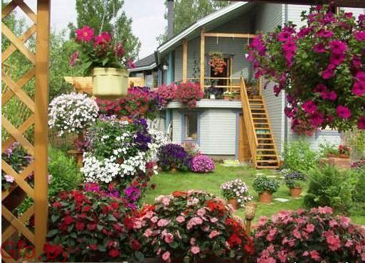 Цветы для сада и балкона