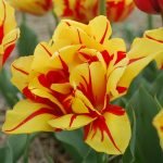 Отборные сортовые пионы, розы, тюльпаны, гортензии, клематисы, удобрения Отборные сортовые пионы, розы, тюльпаны, гортензии, клематисы, удобрения