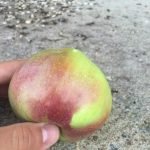 Белорусские яблоки оптом