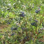 Саженцы трехлетней голубики садовой, клюквы, брусники