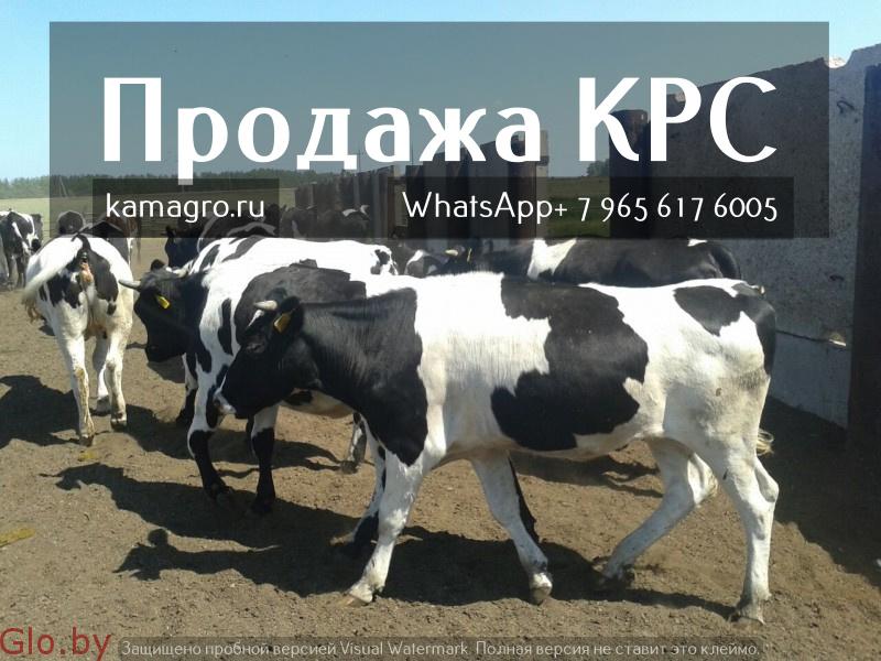 Продажа коров дойных,нетелей молочных пород 1 500 голов КРС.
