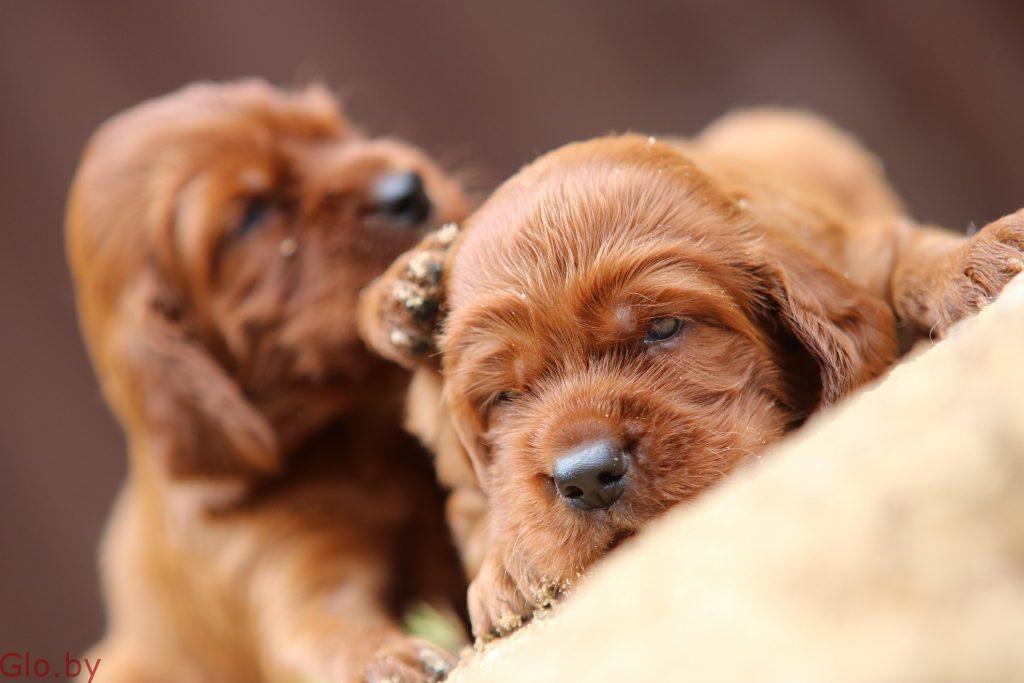 супер крутая порода собак - Ирландский красный сеттер- шикарные щенки