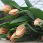 Тюльпаны  к 8 марта оптом